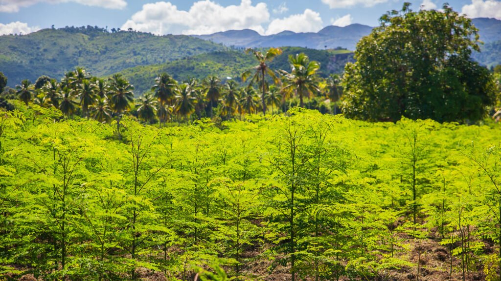 Tree field in Haiti from CORE Reforestation Program