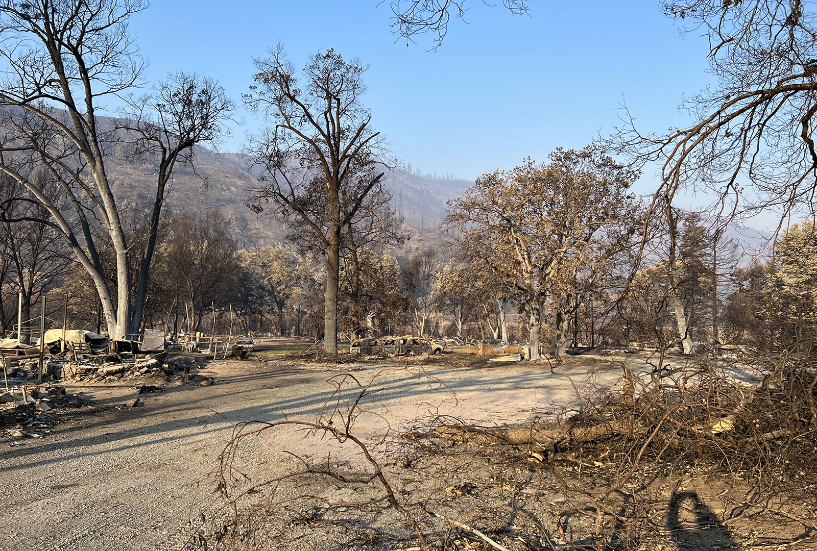 Burned trees line a road that has recently been hit by a wildfire