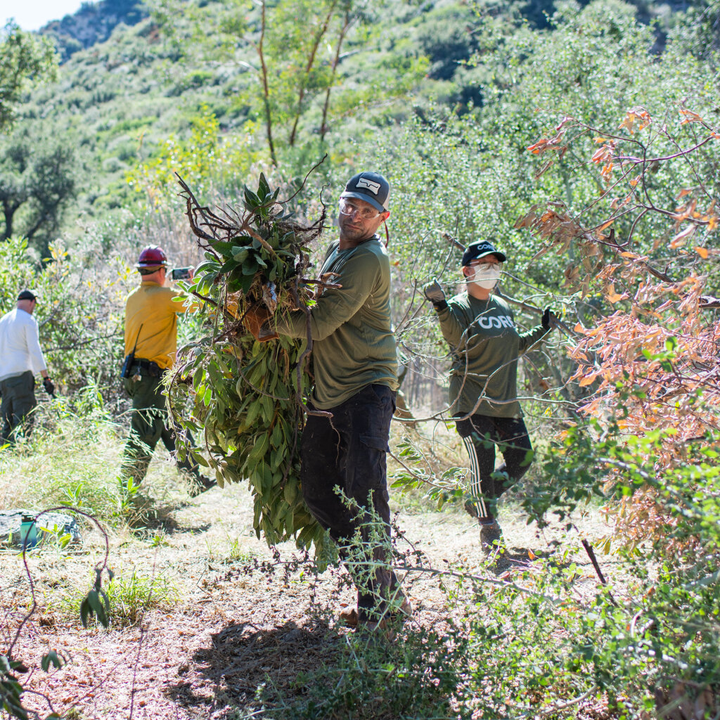 CORE volunteer carries large load of branches and other brush from Big Tajunga